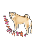 ラブリー柴犬たまちゃん2023（個別スタンプ：3）