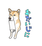 ラブリー柴犬たまちゃん2023（個別スタンプ：13）