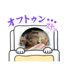 ネコマムシchスタンプ（個別スタンプ：5）