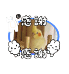 おかめインコキロとマザー（個別スタンプ：8）