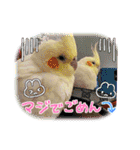 おかめインコキロとマザー（個別スタンプ：29）