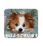ぱぴぱぴパピヨ112（個別スタンプ：2）