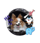 ぱぴぱぴパピヨ112（個別スタンプ：10）