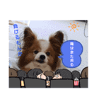 ぱぴぱぴパピヨ112（個別スタンプ：11）