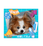 ぱぴぱぴパピヨ112（個別スタンプ：12）