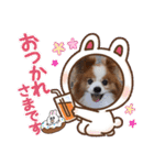 ぱぴぱぴパピヨ112（個別スタンプ：13）