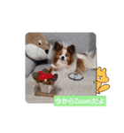 ぱぴぱぴパピヨ112（個別スタンプ：16）