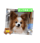 ぱぴぱぴパピヨ112（個別スタンプ：18）