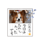 ぱぴぱぴパピヨ112（個別スタンプ：20）