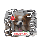 ぱぴぱぴパピヨ112（個別スタンプ：21）