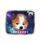 ぱぴぱぴパピヨ112（個別スタンプ：24）