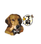 顔で語るよゴールデンレトリバーのラッキー（個別スタンプ：1）