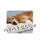 顔で語るよゴールデンレトリバーのラッキー（個別スタンプ：7）