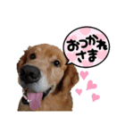 顔で語るよゴールデンレトリバーのラッキー（個別スタンプ：9）