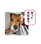 顔で語るよゴールデンレトリバーのラッキー（個別スタンプ：10）