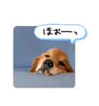 顔で語るよゴールデンレトリバーのラッキー（個別スタンプ：12）
