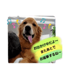 顔で語るよゴールデンレトリバーのラッキー（個別スタンプ：13）