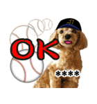カスタム！野球実況犬のマルちゃん(実写）（個別スタンプ：4）