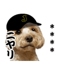 カスタム！野球実況犬のマルちゃん(実写）（個別スタンプ：8）