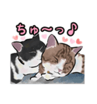 あざとくてごめん♡なねこにゃんず（個別スタンプ：12）