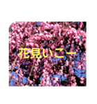 おめでとう おめでとう（個別スタンプ：5）