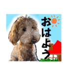 Toyoda's Dog（個別スタンプ：2）