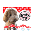 Toyoda's Dog（個別スタンプ：6）