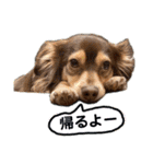 Toyoda's Dog（個別スタンプ：12）