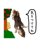 Toyoda's Dog（個別スタンプ：15）