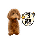 Toyoda's Dog（個別スタンプ：20）