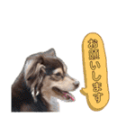 Toyoda's Dog（個別スタンプ：26）