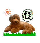 Toyoda's Dog（個別スタンプ：27）