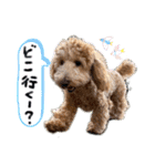 Toyoda's Dog（個別スタンプ：30）