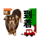 Toyoda's Dog（個別スタンプ：33）