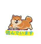 柴犬 トラ（個別スタンプ：8）