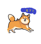 柴犬 トラ（個別スタンプ：13）