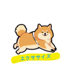 柴犬 トラ（個別スタンプ：14）