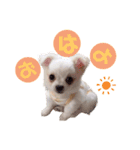ましゅです♡（個別スタンプ：1）