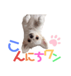 ましゅです♡（個別スタンプ：2）