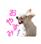 ましゅです♡（個別スタンプ：3）