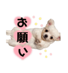 ましゅです♡（個別スタンプ：6）