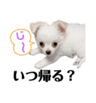 ましゅです♡（個別スタンプ：7）