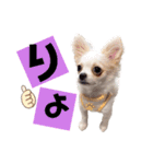 ましゅです♡（個別スタンプ：11）