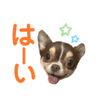 チワワの華夏ちゃん2（個別スタンプ：1）