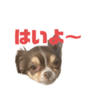 チワワの華夏ちゃん2（個別スタンプ：2）