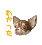 チワワの華夏ちゃん2（個別スタンプ：3）