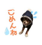 チワワの華夏ちゃん2（個別スタンプ：5）