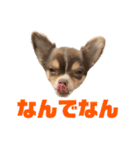 チワワの華夏ちゃん2（個別スタンプ：6）