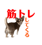 チワワの華夏ちゃん2（個別スタンプ：15）
