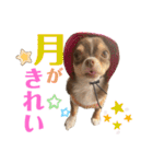チワワの華夏ちゃん2（個別スタンプ：34）